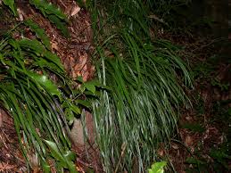 Image result for Vittaria