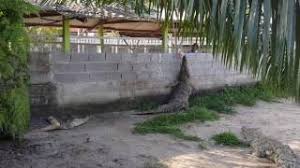 The farm workers will bring you on a guided trip. Teluk Sengat Crocodile Farm Feeding Youtube