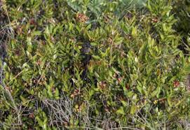 Image result for Syncolostemon elliottii