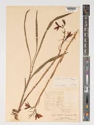 Image result for Eulophia ovalis