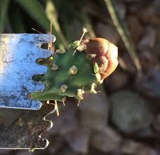 Remove stickers by filling 2 saucepans 1/3 full of clean gravel. Delectable Cholla Bud And Nopalito Recipe Ideas Savor The Southwest