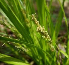 Image result for Carex lycurus
