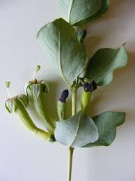 Image result for Fadogia ancylantha