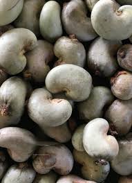Image result for Anacardium