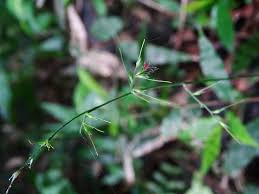 Image result for Oplismenus compositus