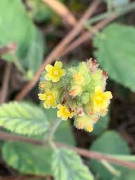 Image result for Waltheria indica