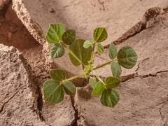 Image result for Rhynchosia luteola