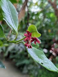 Image result for Epistemma