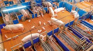 AGILO welfare housing equipment: sows and piglets enjoy living in a shared  house - Big Dutchman