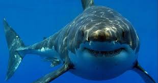Ever Wonder Why There Are No Great Whites In Aquariums Omgfacts