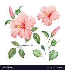 Watercolor Tropical Hibiscus Flower Royalty Free Vector Aff Hibiscus Tropical Wat Tropical Flowers Illustration Flower Illustration Watercolor Flowers