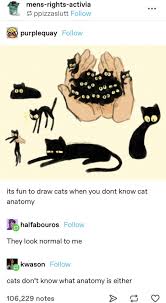 Cats Are Liquid Tumblr Funny Stupid Funny Memes Funny Memes