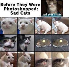 Cats Exe On Twitter Funny Animal Memes Funny Cat Memes Animal Memes