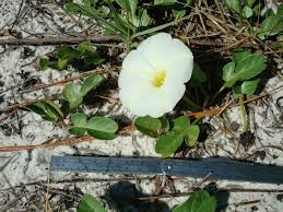Image result for Ipomoea stolonifera