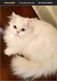 We recognize making the decision to rehome your animal is not an easy decision. Rescue Me Persian Rescue Home Facebook
