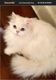 Scintillant hummingbird, nest building & feeding newborn chicks. Rescue Me Persian Rescue Home Facebook