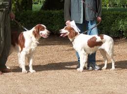 Image result for irský červenobílý setr