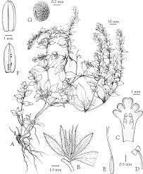 Image result for Anisosepalum humbertii