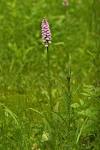 Dactylorhiza maculata