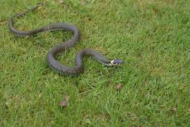Maybe you would like to learn more about one of these? Comment Faire Pour Se Debarrasser Des Serpents