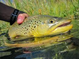 A birdhouse can be a cheap and easy way to do this. Fishing Near Ontario Nyssa And The Jordan Valley Oregon Best Fishing In America