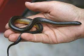 Striped Crayfish Snake Florida Eco Travel Guide Snake Crayfish Eco Travel