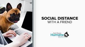 We are excited to be able to partner with you through your adoption journey. Fostering An Animal Amid The Coronavirus Pandemic Cbs8 Com