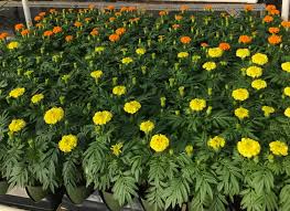 On occasion, the cempazuchitl petals are also laid out strategically to. S C Botanical Garden Presents Day Of The Dead A Vibrant Celebration Of Life Clemson News