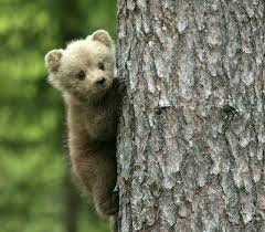Isn T He Cute Cute Baby Animals Animals Wild Cute Animal Pictures