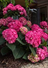 Summer Crush Bigleaf Hydrangea Endless Summer Bigleaf Hydrangea Endless Summer Hydrangea Hydrangea Not Blooming