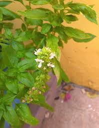 Image result for Ocimum americanum