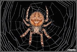 And the griseous orb (japanese: Felicia 2 Orb Weaver