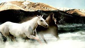Wallpapers Horse Running Wallpaper Brown White Horses Fotografie
