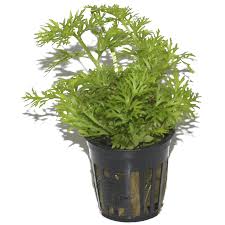 Image result for Ceratopteris thalictroides