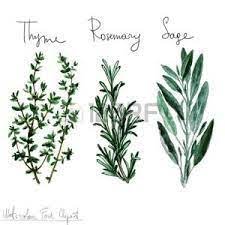 Discover (and save!) your own pins on pinterest Resultat De Recherche D Images Pour Thym Dessin Watercolor Food Watercolor Herbs Herbs Illustration