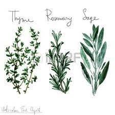 Yoann dessin has disabled new messages. Resultat De Recherche D Images Pour Thym Dessin Watercolor Food Watercolor Herbs Herbs Illustration