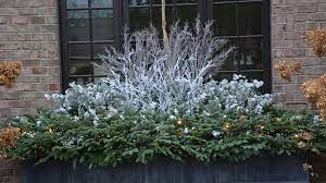 Cut the stems of the sedum to a length to allow them to nestle into the greenery. Winter Windowboxes Find Your Style
