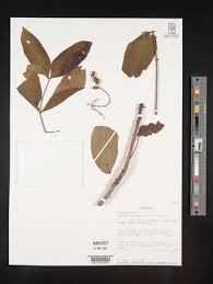 Image result for Lannea welwitschii