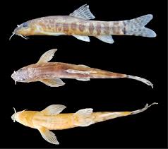 Image result for Ochthocharis