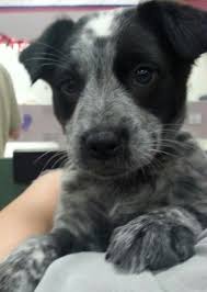 Blue Heeler Border Collie Mix Smokey Heeler Puppies Blue Heeler Puppies Austrailian Cattle Dog Learning about the blue heeler border collie mix can be a lot of fun. blue heeler puppies austrailian cattle dog