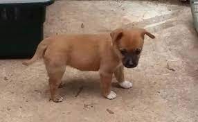 We envision being an organization which demonstrates excellence in its policies, practices and. Burlington Vt Chihuahua Meet Livia A Pet For Adoption