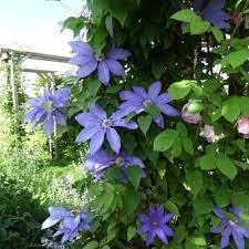 Эти клематисы получится вырастить каждому! Clematis Lawsoniana