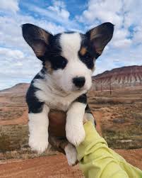 Get a boxer, husky, german shepherd, pug, and more on kijiji, canada's #1 local classifieds. Available Puppies Planet Corgi Puppies