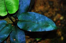 Image result for Diplazium humbertii