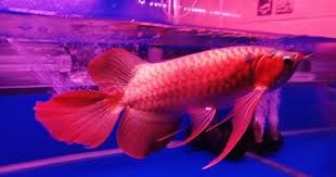 Ikan yang akan saya berikan ini ialah beberapa dari ikan hias air tawar terindah dan juga tercantik yang bisa anda beli di toko ikan atau mencarinya ditempat lain. Ikan Hias Akuarium Indonesia