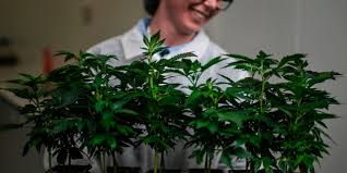 Analyst cautious over aphria merger. Aphria Tilray Stocks Jump After Report That Cannabis Companies Are Discussing Merger Marketwatch