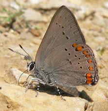 Image result for Satyrium compactum