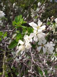 Image result for Amelanchier ovalis