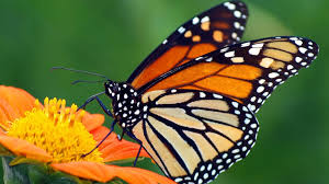 monarchs sandown garden club