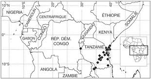 Image result for Leptactina platyphylla